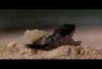 Tortugas-1