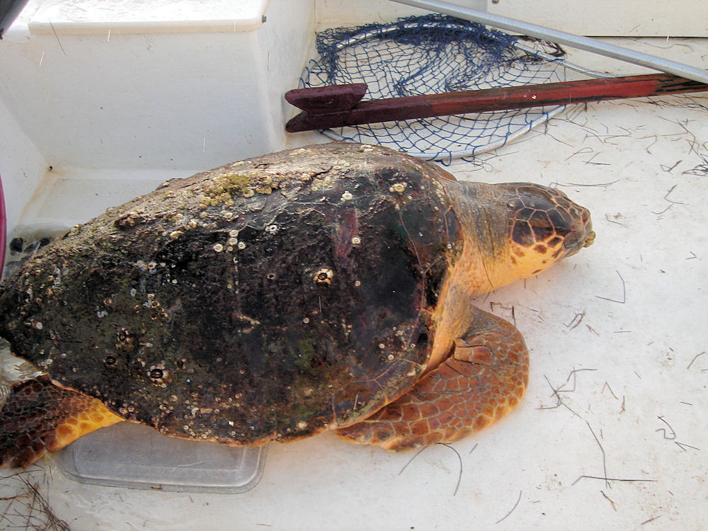 PoundnetTortuga.jpg