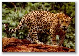 jaguar.jpg