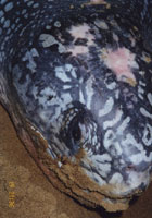 Pink spots